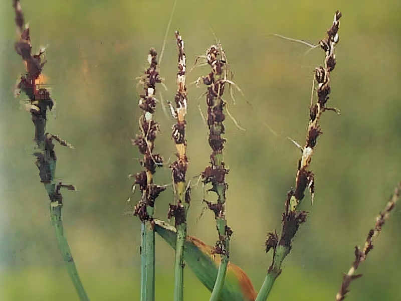 TCK疫麥環(huán)氧乙烷熏蒸濃度及散氣標(biāo)準(zhǔn)